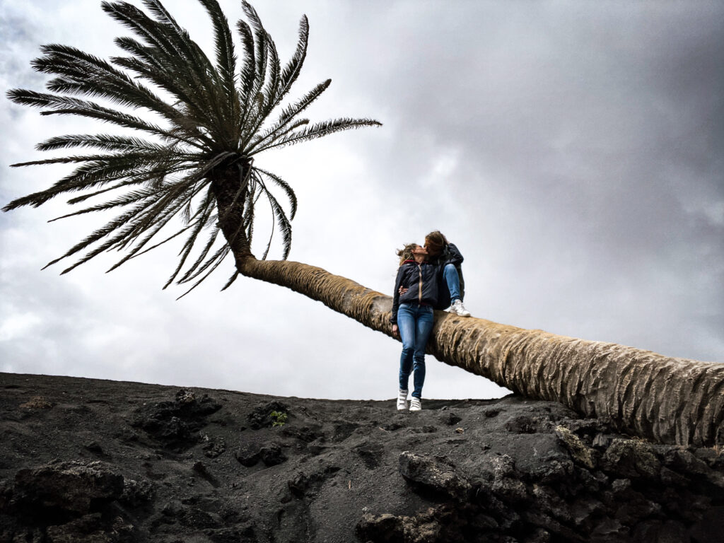 Palmier incliné Lanzarote